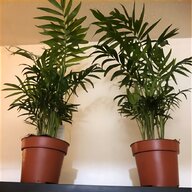 succulent house plants for sale