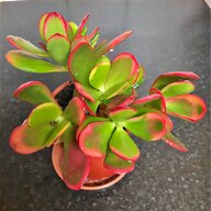 house plant for sale