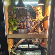 bearded dragon vivarium setup for sale
