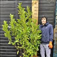 hedging plants for sale