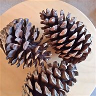 large pine cones for sale