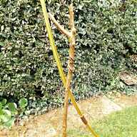 longbow for sale