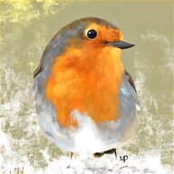 robin bird for sale