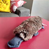 platypus for sale