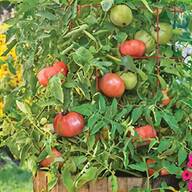 tomato plant supports for sale