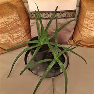 aloe plant for sale