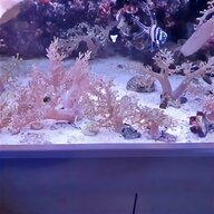 live coral for sale
