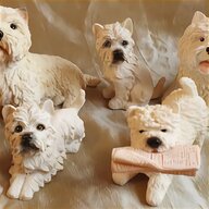 westie white terrier for sale