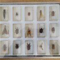 taxidermy insects for sale
