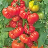 tomato plant supports for sale