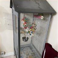 canary breeding for sale