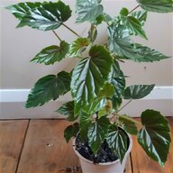 unusual plants for sale