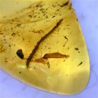 amber insect fossil for sale