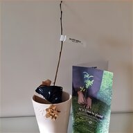 betula for sale