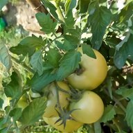 tomato grow pots for sale