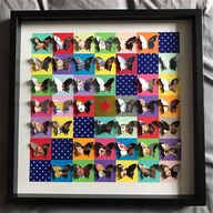 mounted butterflies for sale