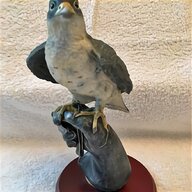 falcon bird for sale