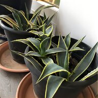 agave for sale