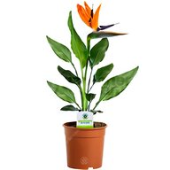 office plants for sale