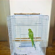 blue budgie for sale