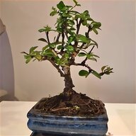bonsai pots for sale