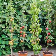 orchard trees for sale