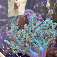 live coral for sale
