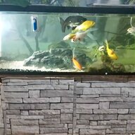 60l fish tank for sale