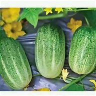 cucumber plants for sale