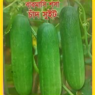 cucumber plants for sale