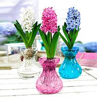 hyacinth vase for sale