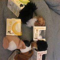 toy fox terrier for sale