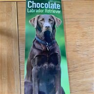 chocolate labrador for sale