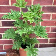 pelargonium plant for sale