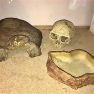 tortoise hide for sale
