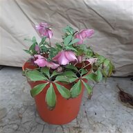 helleborus plants for sale