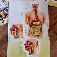 anatomy poster for sale