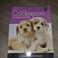 cockapoo for sale