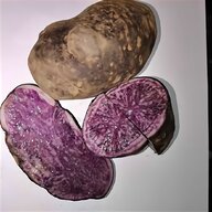 seed potatoe for sale