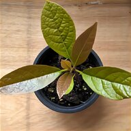elderberry plant for sale