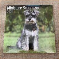 miniature schnauzer for sale