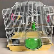 budgie budgie for sale