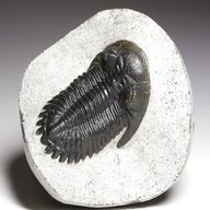 trilobite for sale