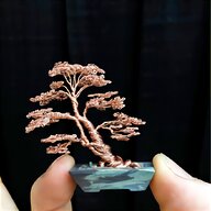 bonsai display for sale