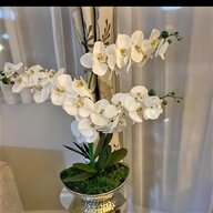 white lilac tree for sale