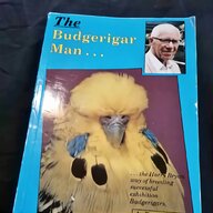 budgerigar for sale