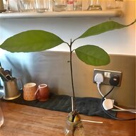 avocado tree for sale