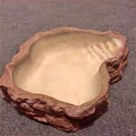 giant shell for sale