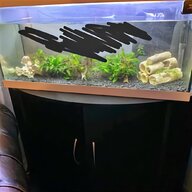 cichlid fish tank for sale