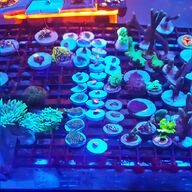 lps coral for sale